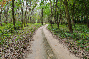 tropical forest, road to the nature site