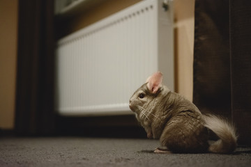 Chinchilla indoor
