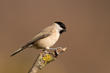 animal