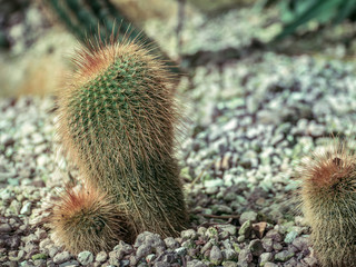 Kaktus cactaceae