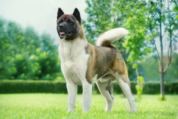 American Akita in the garden on the green lawn Portrait of a dog's exhibition stand - obrazy, fototapety, plakaty