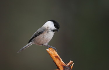 animal