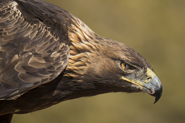 Raptor