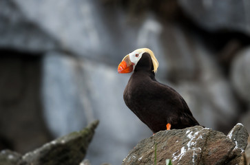 animal