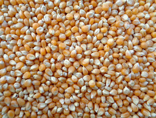 Dried Corn Kernels for Popcorn, Background, Texture, Pattern 