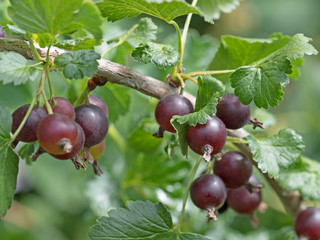 Jochelbeeren, Jostabeeren