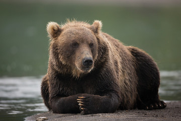 Fototapeta na wymiar bear