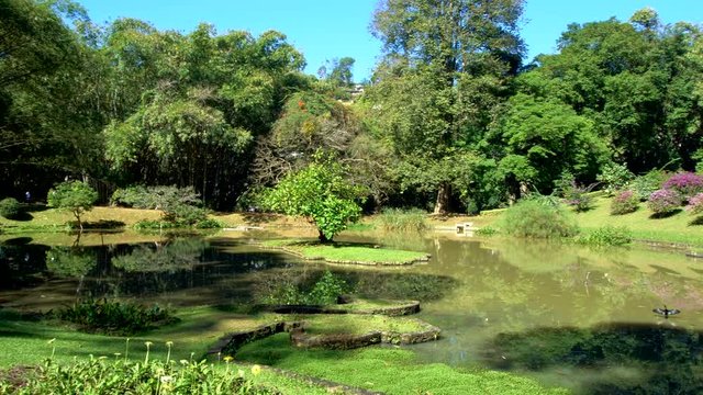 Panorama of Peradeniya Garden at Kandy, Sri Lanka