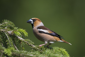 animal