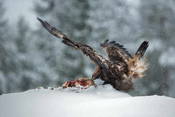 Raptor