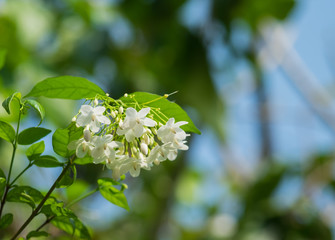 group of Orange Jessamine flowers