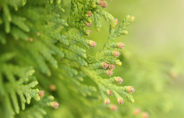 Pine tree close-up