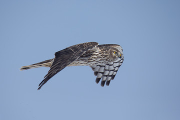 Raptor