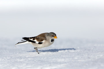 animal