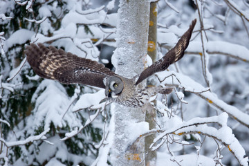 Raptor