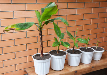 Growing Bananas - How To Grow Banana Plants. Transplant Flowers In Pots. Banana plant, Banana trees, banana plants, banana trees.