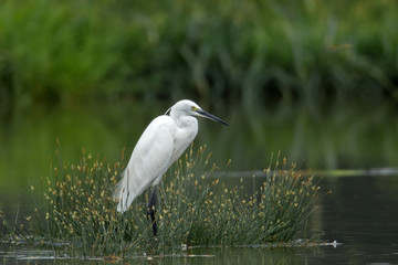 animal