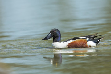 northern shoveller
