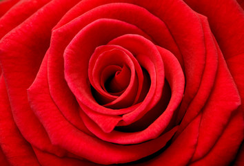 Macro of red rose