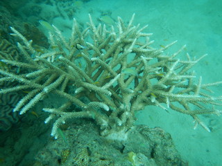 Fototapeta na wymiar Coral Life