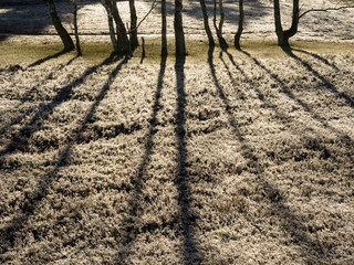 Frostiges Heidekraut mit Baumschatten, Fischbeker heide, Hamburg