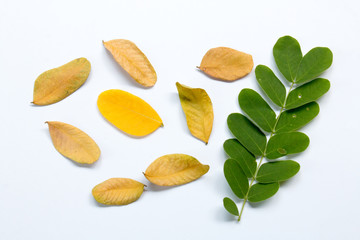 group of leaf  on white paper,isolated on white,colorful of leaf