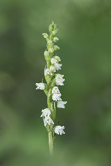 Fototapeta premium orchid