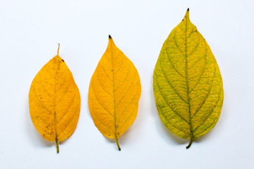 group of leaf  on white paper,isolated on white,colorful of leaf
