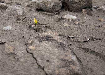 Flower breaking through dry ground
