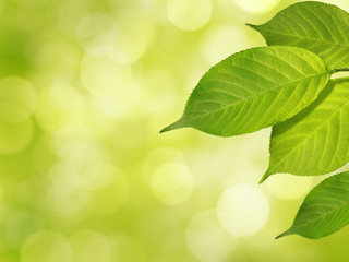 Fototapeta na wymiar grüne Blätter im Frühling auf leuchtendem Hintergrund