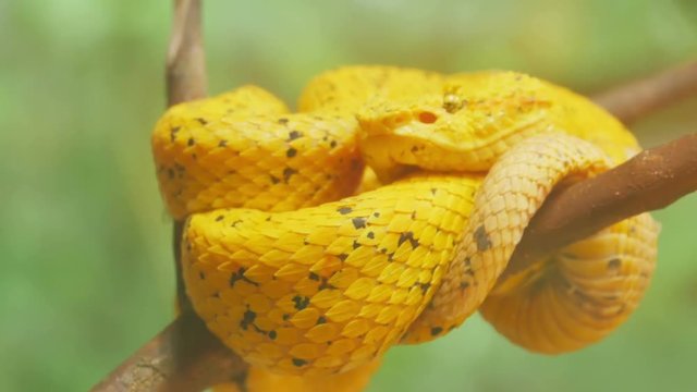 yellow snake viper close up