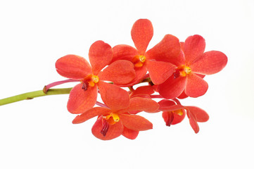 beautiful orange orchid close up isolated