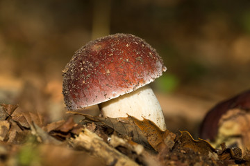 mushroom