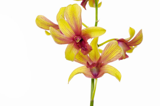 Yellow orchid in bloom