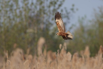 animal