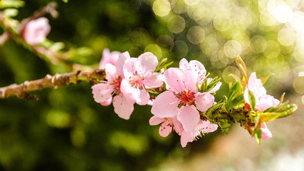 Kirschblüten mit Bokeh