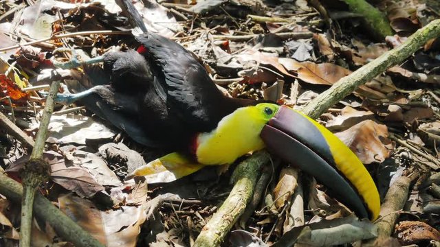 dead toucan lying on rainforest ground