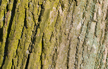 Background texture of tree bark. Skin the bark of a tree that traces cracking