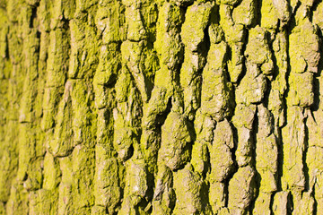 Background texture of tree bark. Skin the bark of a tree that traces cracking