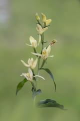 Obraz premium orchid
