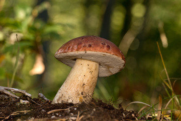 mushroom