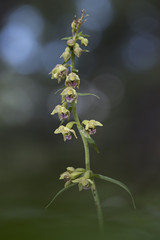 orchid