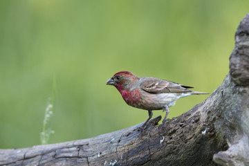 animal