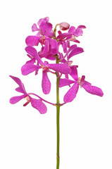 Beautiful purple orchid