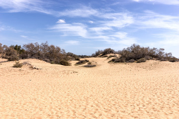 Nature reserve Dunes of Maspalomas, Gran Canaria island