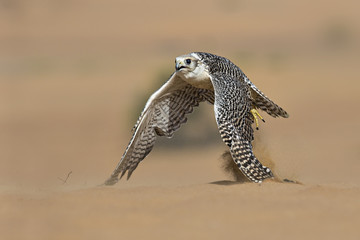 animal