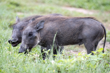 Warthog piglets