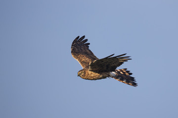 wildlife