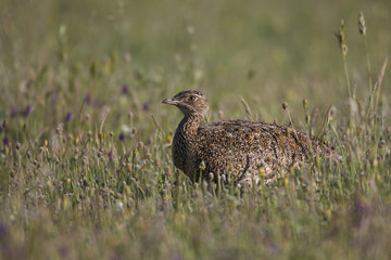 wildlife