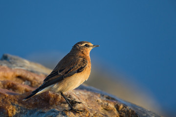 wildlife